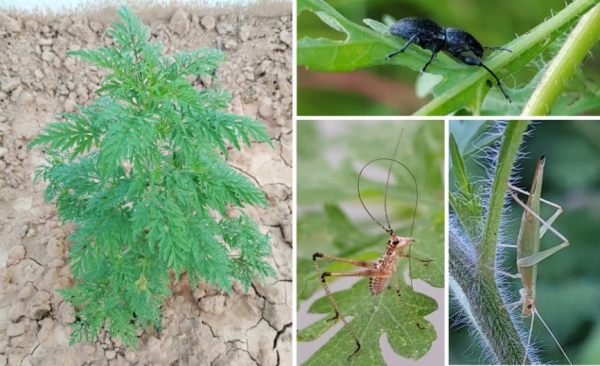 植物御敌也懂“精打细算”！武汉植物园首次揭秘植物诱导型防御的低成本优先策略