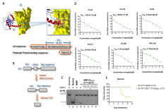 武汉病毒所周溪团队成功研发具广谱抑制肠道病毒活性的新型口服拟肽